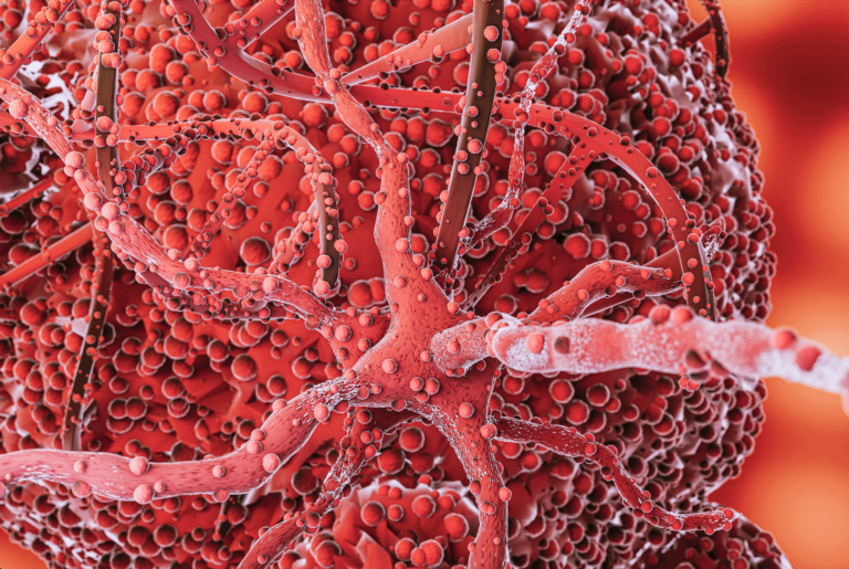 Thumbnail: Blutkreislauf und altersbedingte Veränderungen: Verständnis der Mechanismen hinter kardiovaskulärem Altern