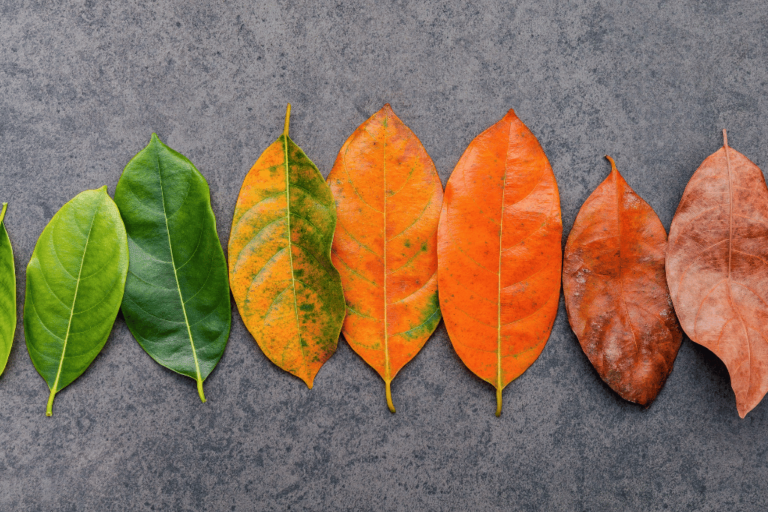 Die Hallmarks of Aging: Wie beeinflussen sie unsere Gesundheit?